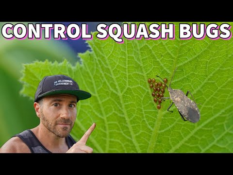Video: Squash Bug Control: Hoe Squash Bugs te doden