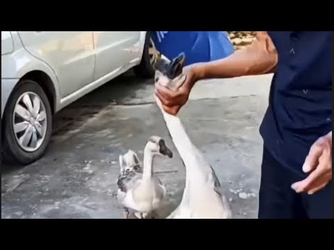 大爷：老伴赶紧烧水 大鹅：正好洗热水澡