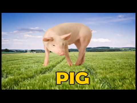 ვისწავლოთ და გავიცნოთ შუნაური და გარეული ცხოველები ინგლისურად