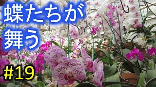 温室に群れる蝶たち　ヨシちゃんの胡蝶蘭楽園　〜２０２０春〜あなたの蘭を見せてください#19