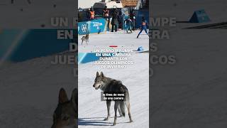 Un Perro Irrumpe En Una Carrera Durante Los Juegos Olímpicos De Invierno