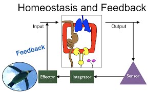 Homeostasis and Feedback