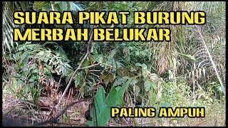 SUARA PEMANGGIL MERBAH BELUKAR MATA MERAH ATAU CUCAK LUMUT ‼️ AMPUH DURASI PANJANG