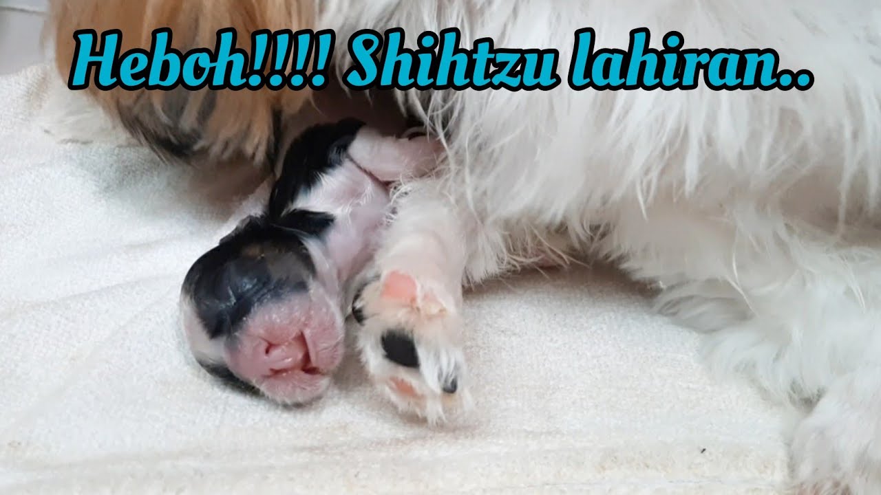 PROSES MELAHIRKAN ANJING SHIHTZU | CICIH SHIHTZU | PAWHOKI