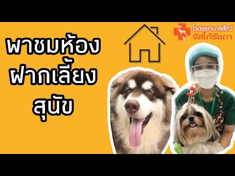 ห้าง จั ส โก้  Update  พาชมห้องฝากเลี้ยงสุนัข|โรงพยาบาลสัตว์จัสโก้รัชดา | pet hotel