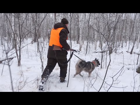 Видео: Могут ли норвежские элкхаунды охотиться?