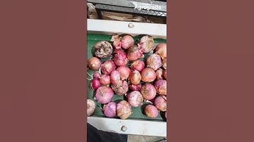 Best Onion Sorting/Grading Machine  @Agrograde
