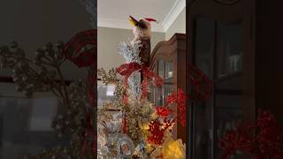 Merry Christmas 🎄🎁 from Australia #christmas2023 #junkjournaling #kookaburra
Merry Christmas 🎄🎁 from Australia #christmas2023 #junkjournaling #kookaburra Merry Christmas 🎄🎁 from Australia #christmas2023 #junkjournaling #kookaburra