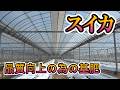 スイカの基肥(化成の代わりにボカシを使う)