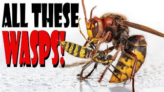 ALL THESE WASPS! 4 AWESOME Yellow Jacket and Hornet Nests Removed! Wasp Nest Removals! #fyp #viral