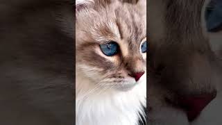 #животные #питомцы #кот #котик #котики #cat #catlover #catvideos #пушистики #home #shorts #funny