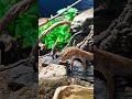 LEOPARD GECKO TAKES DOWN MEAL WORMS 🪱 #reptiles #babyreptile #animals #leopardgecko