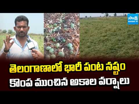 Massive Crop Loss in Telangana Due to Unseasonal Rains | కొంప ముంచిన అకాల వర్షాలు | Sakshi TV - SAKSHITV