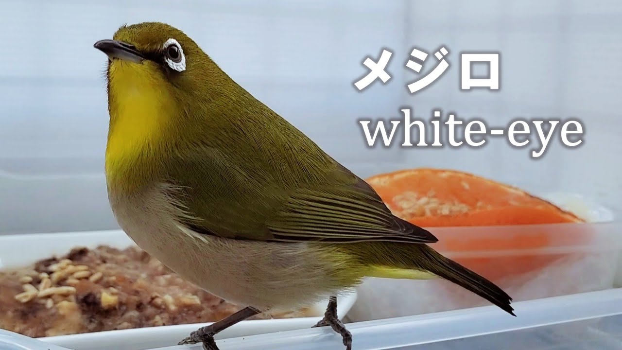 野鳥　メジロ メジロ バードフィーダー 観察 #002 #メジロ #野鳥 #whiteeyes