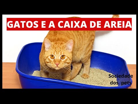 Vídeo: O Gato Não Usa A Caixa De Areia? Como Lidar Com A Doença Do Trato Urinário Felino