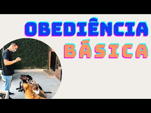 Vídeo: Treinamento De Obediência Para Cães: 4 Dicas Fáceis De Dominar