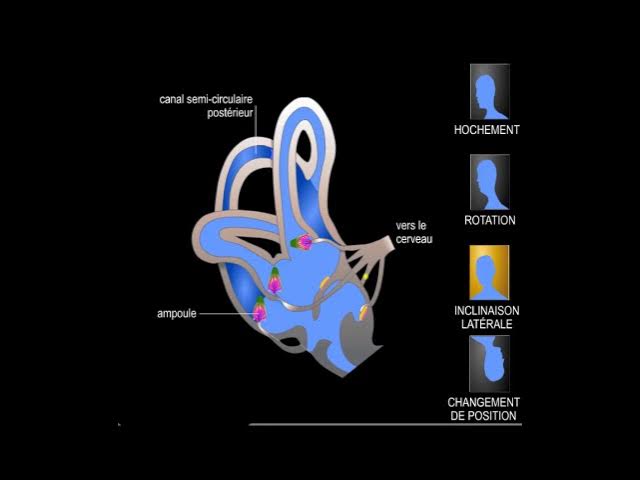Oreille interne, système vestibulaire - YouTube