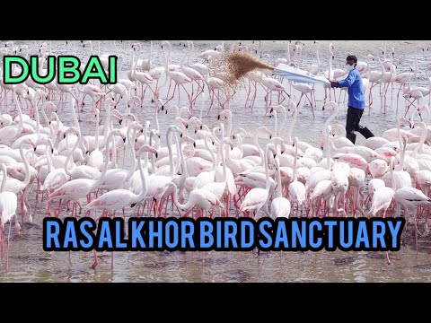 Dubai ras al khor bird sanctuary