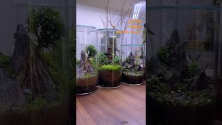 Mini Ecosystems | #trending #viral #reels #terrarium #plants #ytshorts #nature #reel #short #reel