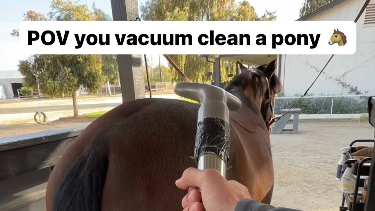 Barn POV: you vacuum clean a pony #horse #pony - YouTube