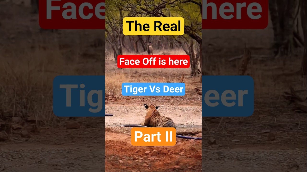Predator Vs Prey, Tiger Vs Sambhar Deer 