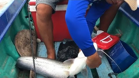 Mồi Câu Cá Leo Cực Đỉnh | Bí Quyết Câu Cá Hiệu Quả 100%