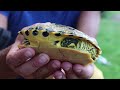 Specie animali aliene 3  trachemys scripta