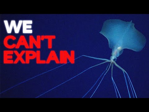 Why The Bigfin Squid Is THE MOST TERRIFYING Thing We've Ever Filmed