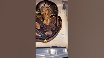 Breeding ball pythons 🐍 #subscribe #livefeeding #python #rat #breeding #snake #shorts