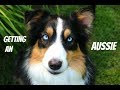 Things You Need To Know Before Getting An Aussie |Life With Aspen|