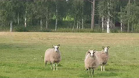 Sheep on Poppe's domains