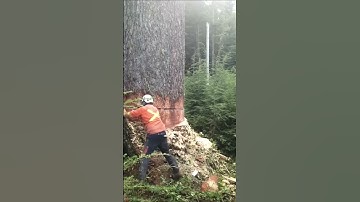 TIMBER! read the description powerline hazard tree in 2012 #arborist#vanisle #dangerous#faller