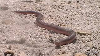 The Elusive Eastern Worm Snake