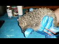 Hedgehog Tick Removal