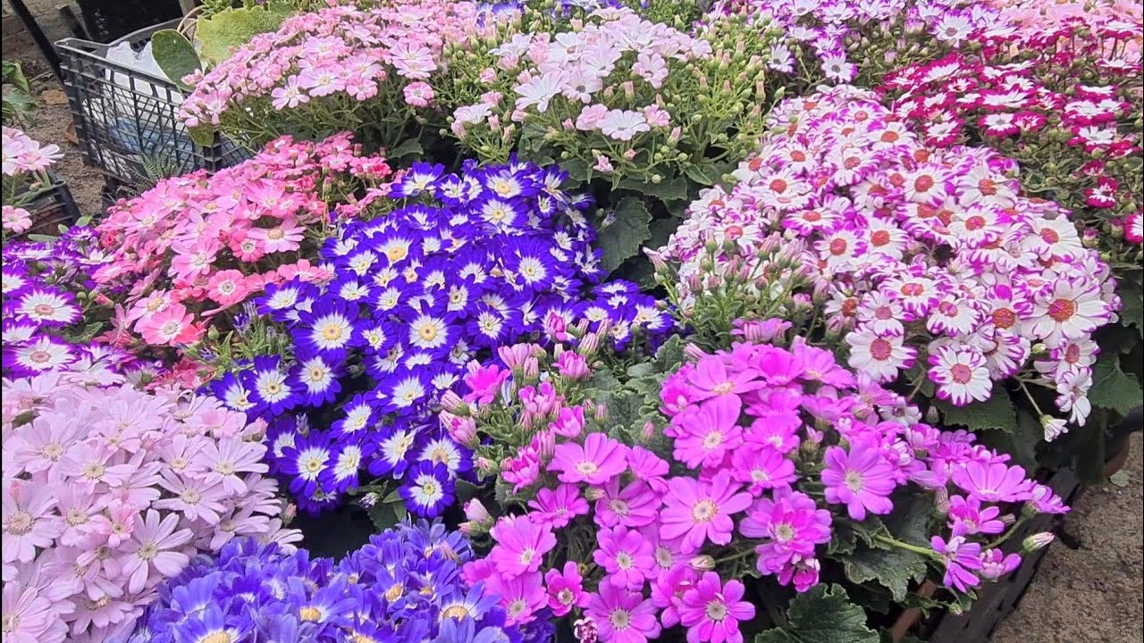 Yine Can Çiçekçilik'teyiz Ve Sümbüller,  Sebboylar, karanfillerle Mis Kokulara Garkolduk