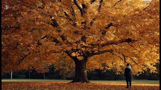Tchaikovsky - October (Autumn Song) | 2 Hours of Cozy Classical Music for Studying & Relaxing