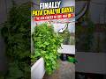 Kon Kon Ise Jungli Bel Bol Raha Tha ? #terracegarden