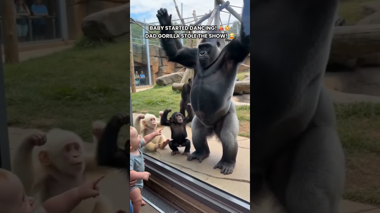 The Baby Gorilla Tried to Dance… But Dad Was TOO GOOD! 🤣🦍#BabyGorilla #FunnyAnimals #GorillaFamily