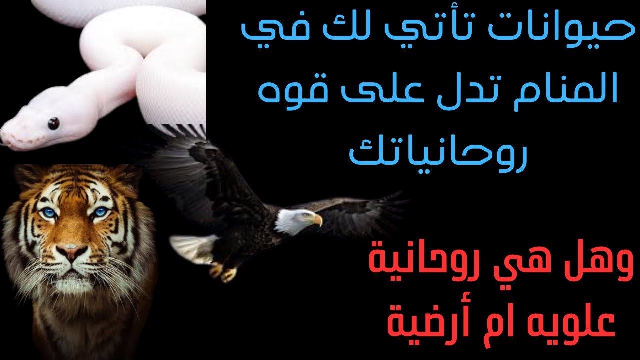 حيوانات تأتي لك في المنام ترمز على قوه روحانياتك وتعرفك هل هي علويه ام أرضية ام سفلية