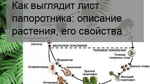 Как выглядит лист папоротника: описание растения, его свойства
