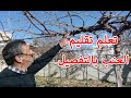 [بالتفصيل] : تعلم أفضل طريقة لتقليم العنب على النظام الكردوني Cordon Grape vine pruning