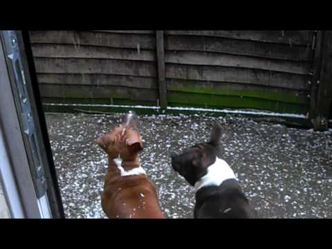 Chester the ginger Staffie goes mad for the snow