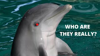 Interesting Facts About Dolphins