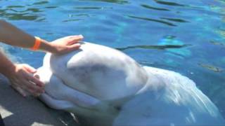Mystic Aquarium Belugas!
Just a fun video I made highlighting the belugas at Mystic Aquarium :D Heres some extra info about each of them!
KELA (KEE-la): Born in 1981, Kela is 11 feet long and weighs 1,100 pounds. She has never mothered a calf, but underwent the first-ever beluga whale artificial insemination in 2005. Her full name, Kelalukak, means leader.
*ID TIP: Kela has dark gray spots along the side of her body and dorsal ridge.
NAKU (na-KOO): Born in 1981, Naku is 11 feet long and weighs 1,350 pounds. Like Kela, Naku has never mothered a calf. Her full name, Nakungayok, means cross-eyed or bright-eyed.
*ID TIP: Naku is the dominant female in this exhibit. She is light gray with a white patch on her dorsal ridge and a white crescent moon shape on her head.
JUNO (JOO-No): Juno was born in July 2002. He came to Mystic Aquarium on a breeding loan from SeaWorld Orlando in January 2010. Juno is 11 feet, nine inches long and weighs 1,320 pounds.
*ID TIP: Juno has gray circles around his eyes.
NALUARK (Na-LOO-ark): Born in 1986, Naluark, an Inuit word meaning whitened skin, weighs 2,100 pounds and is just over 13 feet long. Naluark came to Mystic Aquarium on breeding loan from Chicagos John G. Shedd Aquarium in October 2011.
*ID TIP: Naluark is pure white in color and the largest of our four belugas. He has a large melon, a cleft lip and pronounced rails on either side of his body.
Information gotten from Mystic Aquariums website- http://mysticaquarium.org Mystic Aquarium Belugas!