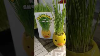 Пшеничка из яичка/ egg wheat  #microgreens #полезнаяеда #полезныесоветы