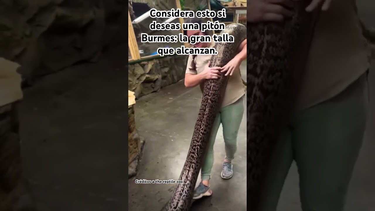 Pitón Burmes. Una de las 3 serpientes más grandes del mundo.