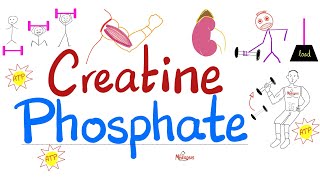 Muscle Creatine (NOT Creatinine) - Creatine Phosphate (Phosphocreatine), Creatine Kinase - Labs