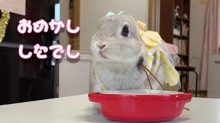 ウサギとお祝いの食事会。そしてハムスターからお祝いのメッセージ