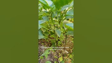 How to Prune Pepper leaves for  Bigger Harvest  #Easy Garden Tip