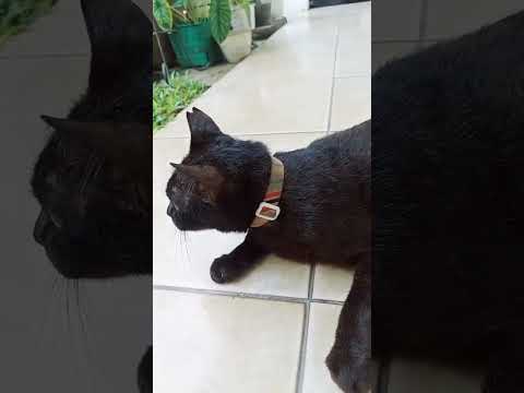 si black cat